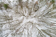 © AmazingAerialAgency - Aerial top view of trees in winter forest covered with snow, Sallandse Heuvelrug, Hellendoorn, Overijssel, Netherlands.