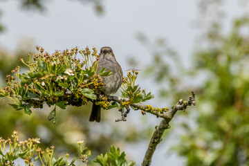 Wall Mural - Dunnock (Prunella modularis)