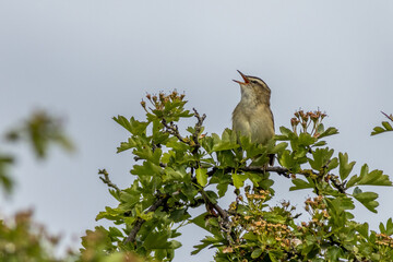 Wall Mural - Sedge warbler (Acrocephalus schoenobaenus)