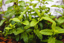 Mint Leaves In The Garden, Aromatic Plant.	