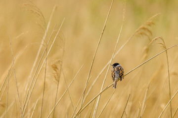 Wall Mural - Reed bunting (Emberiza schoeniclus)