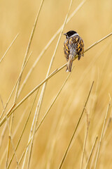 Wall Mural - Reed bunting (Emberiza schoeniclus)