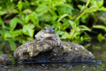 Wall Mural - dumpy tree frog or white's tree frog on the wildlife