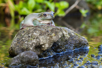 Wall Mural - dumpy tree frog or white's tree frog on the wildlife