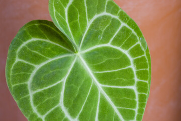 Sticker - Tropical plant anthurium crystallinum leave texture close up