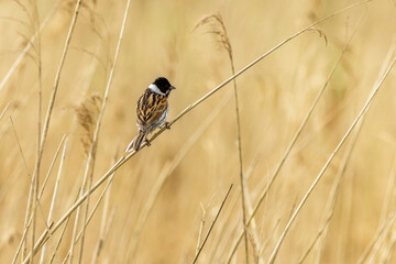 Wall Mural - Reed bunting (Emberiza schoeniclus)