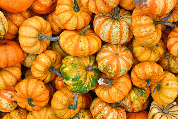 Wall Mural - Many small yellow and orange striped Carnival squashes in pile