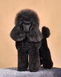 Standing beautiful black poodle