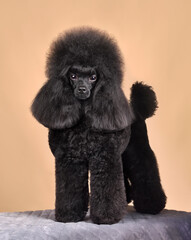 Wall Mural - Standing beautiful black poodle