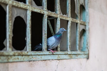 Pigeon On A Railing