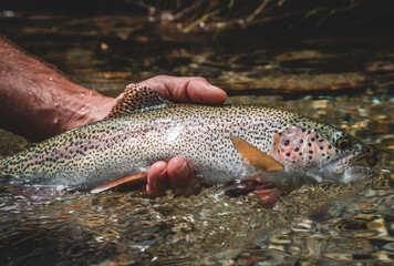 Fish caught while fly fishing in nature