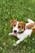 © Anna - Happy dog, jack russell playing in the park on sunny day