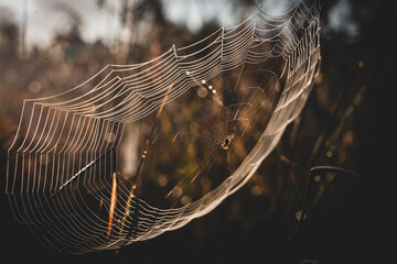 Spider web in the morning dew
