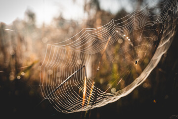 Spider web in the morning dew	