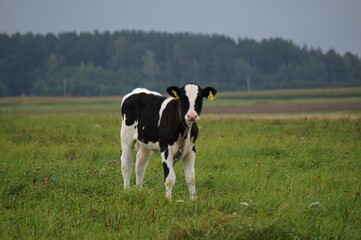 Sticker - Cute cow grazing in the green field