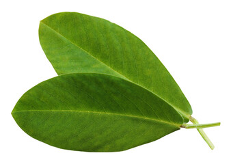 Wall Mural - Two peanut leaves isolated on a white background, leaves of groundnut.