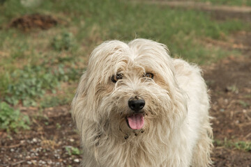  Adorable white shaggy stray street dog closeup