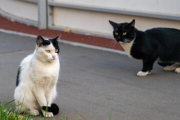 Two black and white cats. Homeless cats outside. Homeless animals