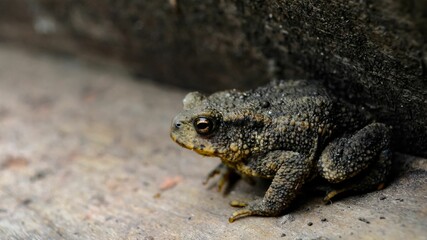 Poster - Closeup shot of a frog