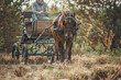 Portrait of a bay draught horse pulling a horse carriage in front of an autumn landscape