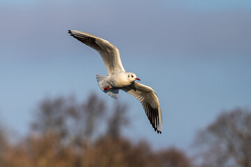 Poster - The European Herring Gull, Larus argentatus is a large gull