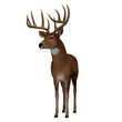 Whitetail Deer Buck - The herbivorous White-tailed deer lives in North and South America and is an abundant species.