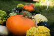 colourful pumpkins with different shapes and sizes laying in the garden 