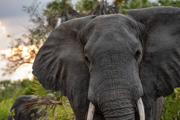 Sticker - Closeup of a beautiful elephant in a field looking at the camera