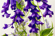 Bouquet with blue spreading bellflower flowers (Campanula patula, little bell, bluebell, rapunzel, harebell). Watercolor hand painting illustration on isolate white background.