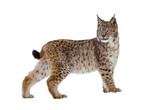 Lynx isolated on transparent background. Young Eurasian lynx, Lynx lynx, walks in forest having snowflakes on fur. Beautiful wild cat in nature. Cute animal with spotted orange fur. Beast of prey.