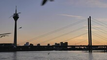 Outdoor Sunset View Of Rhein River And Flying Flock Of Gulls And Background Of Rhein Tower, Suspension Bridge And Media Harbor, In Düsseldorf, Germany,