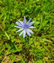 Wall Mural - Vertical closeup shot of a blooming purple chicory flower on a field