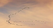 Flock Of Flying Birds Against The Background Clouds In Sunrise Sky. Birds Migrate By Autumn Toward Africa.