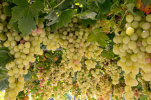 Bunches Of Pink Ripening Table Grapes Berries Hanging Down From Pergola In Garden On Cyprus