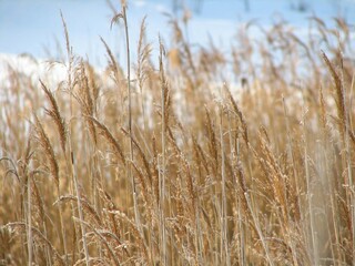 Naklejka na meble  wheat field in snow