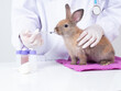Veterinarian doctor examining a brown rabbit and feeding medicine or water on white table and white background.