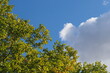 Drzewo i biała chmura na tle niebieskiego nieba jesienią