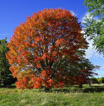 Red Maple With Bright Red Leaves In Early Autumn