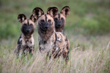 Fototapeta  - African wild dogs