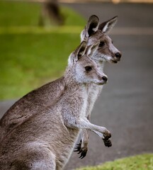 Poster - Wallabies on a field against a blurred background