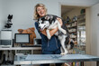 Portrait of glad female veterinarian inspecting health status of siberian husky dog.
