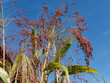 Panicum miliaceum | Rispenhirse or Besenhirse, Echte Hirse und auch Proso millet unter einem wunderschönen blauen Herbsthimmel