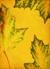 Wall Mural - green and yellow autumn maple leaves on grunge background