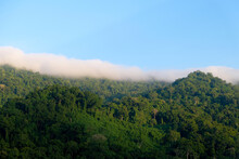 View Ofvast Rainforest With Dense Green Trees On Remote Wilderness Tropical Island Of Bougainville, Papua New Guinea, Low Hanging White Clouds Over Forest And Blue Sky In The Tropics Of Melanesia 