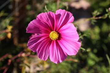 Wall Mural - Cosmos flower on a green background