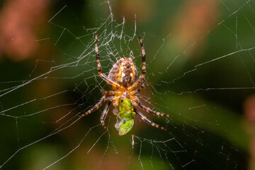 Close-up of a female European garden cross spider Araneus diadematus in the web