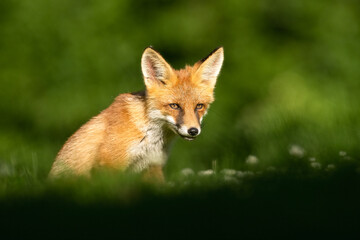 Wall Mural - Red fox portrait at summer scenery