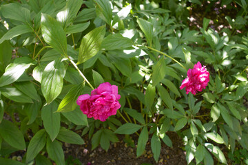 Bush of magenta colored peonies with two flowers in June