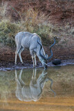 Fototapeta Konie - Kudu Bull drinking water, Pilanesberg National Park, South Africa