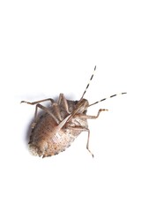 Wall Mural - Stink bug closeup